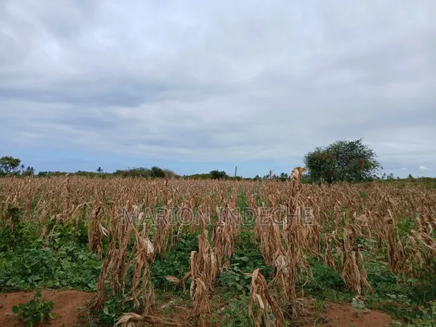 Prime 2nd Row Beach Plots for Sale in Kilifi Chumani - 1