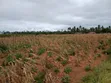 Prime 2nd Row Beach Plots for Sale in Kilifi Chumani - 2