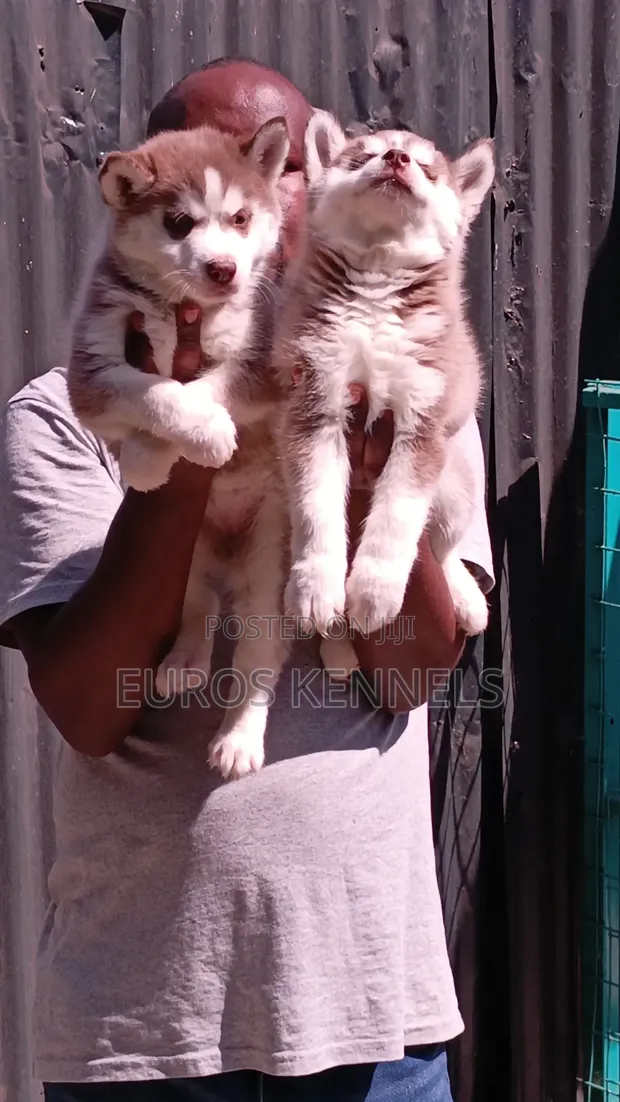 Mbwa wa Kike wa Kisiberia Husky Safi (Miezi 1-3) - 1