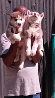 Mbwa wa Kike wa Kisiberia Husky Safi (Miezi 1-3) - 1