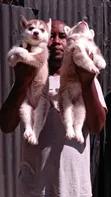 Mbwa wa Kike wa Kisiberia Husky Safi (Miezi 1-3) - 3