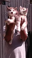 Mbwa wa Kike wa Kisiberia Husky Safi (Miezi 1-3) - 5