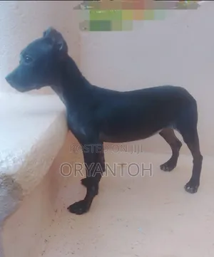 3-6 Month Male Purebred American Pit Bull Terrier