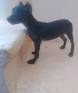 3-6 Month Male Purebred American Pit Bull Terrier - 2