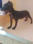 3-6 Month Male Purebred American Pit Bull Terrier - 3