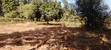 Prime 1 Acre Land for Sale in Kirinyaga Kimbimbi Riagicheru - 5