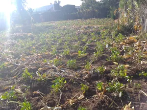 Prime 1/8 Acre Land in Nakuru