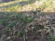 Prime 1/8 Acre Land in Nakuru - 2