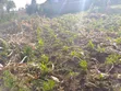 Prime 1/8 Acre Land in Nakuru - 3