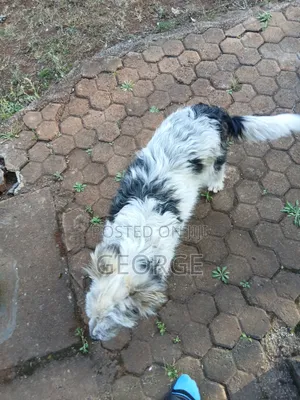 Male Jack Russell Terrier Mix, 6-12 Months