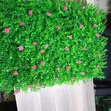 Premium Boxwood Wall Hedges - Artificial Greenery - 1