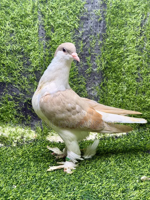 Young Lahore Shiraz Pigeon Pair - 1