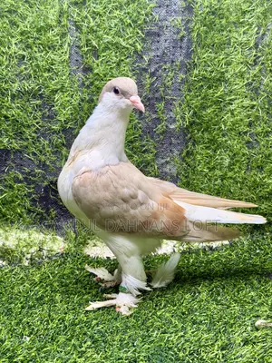 Young Lahore Shiraz Pigeon Pair