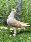 Young Lahore Shiraz Pigeon Pair - 1