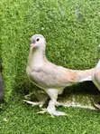 Young Lahore Shiraz Pigeon Pair - 2