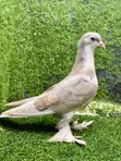 Young Lahore Shiraz Pigeon Pair - 3