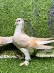 Young Lahore Shiraz Pigeon Pair - 4