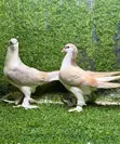 Young Lahore Shiraz Pigeon Pair - 5