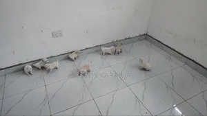 Purebred Chihuahua Puppy - 1-3 Months Old