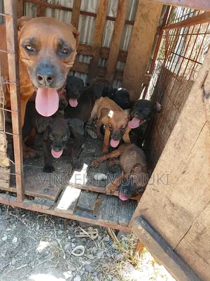 Purebred Boerboel Puppy - 3-6 Months Old