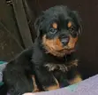 Female Purebred Rottweiler Puppy (1-3 Months) - 1