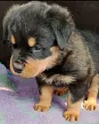Female Purebred Rottweiler Puppy (1-3 Months) - 2