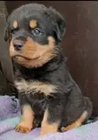 Female Purebred Rottweiler Puppy (1-3 Months) - 3