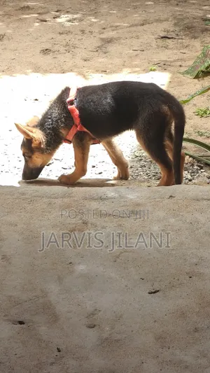 Female German Shepherd Puppy, 1-3 Months