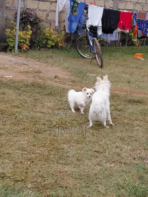 Purebred Japanese Spitz Puppy - 3-6 Months Male