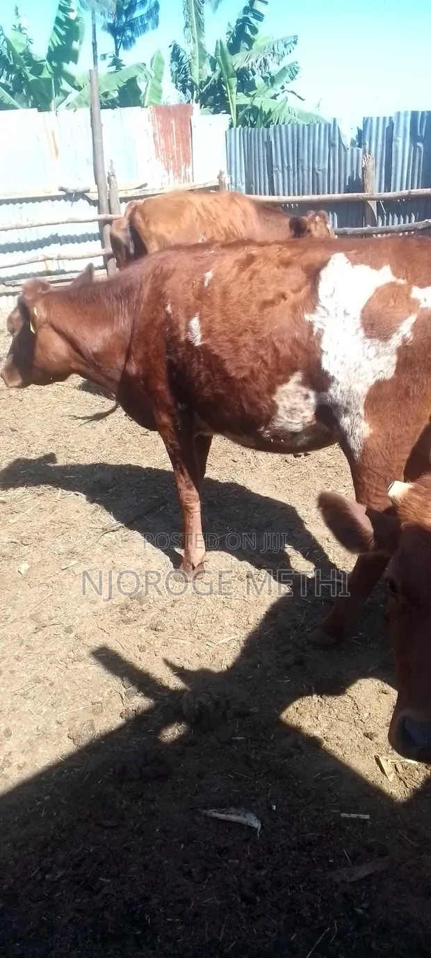 Dairy Cows - Friesian and Ayrshire - 1