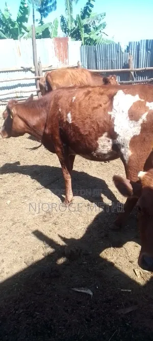 Dairy Cows - Friesian and Ayrshire