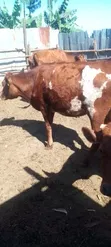 Dairy Cows - Friesian and Ayrshire - 1