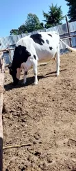 Dairy Cows - Friesian and Ayrshire - 2
