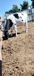 Dairy Cows - Friesian and Ayrshire - 3