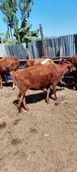 Dairy Cows - Friesian and Ayrshire - 4