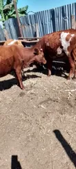 Dairy Cows - Friesian and Ayrshire - 5