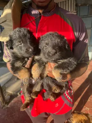 1-3 Month Male Purebred German Shepherd Puppy