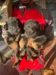 1-3 Month Male Purebred German Shepherd Puppy - 1