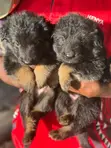 1-3 Month Male Purebred German Shepherd Puppy - 2