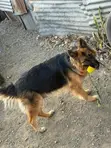 1-3 Month Male Purebred German Shepherd Puppy - 3