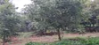 2-Bedroom Bungalow on 2 Acres with Avocado Trees - Kikuyu - 5