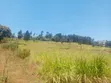 Limuru Nyambari Prime 3.25 Acres for Quick Sale - 2