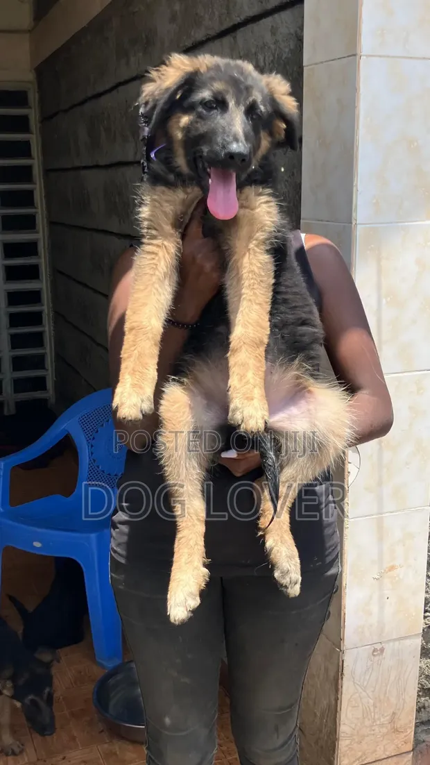 1-3 Months Female Purebred German Shepherd Puppy - 1