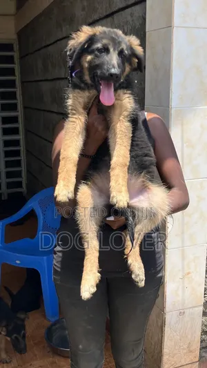 1-3 Months Female Purebred German Shepherd Puppy