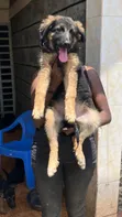 1-3 Months Female Purebred German Shepherd Puppy - 1