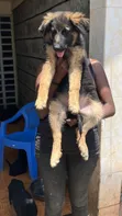 1-3 Months Female Purebred German Shepherd Puppy - 2