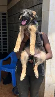 1-3 Months Female Purebred German Shepherd Puppy - 3
