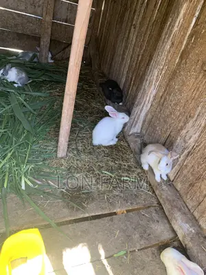 New Zealand White, Chinchilla, Dutch, California White, Palomino Rabbits