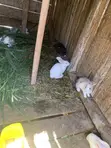Sungura wa New Zealand White, Chinchilla, Dutch, California White, Palomino - 1
