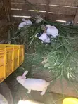 Sungura wa New Zealand White, Chinchilla, Dutch, California White, Palomino - 2